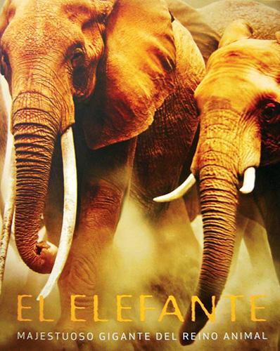 EL ELEFANTE: MAJESTUOSO GIGANTE DEL REINO ANIMAL